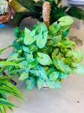 silk-arrangements15