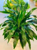 silk-arrangements13