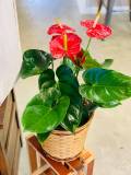 silk-arrangements14