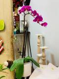 silk-arrangements05